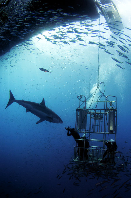 Four places where you can swim with sharks