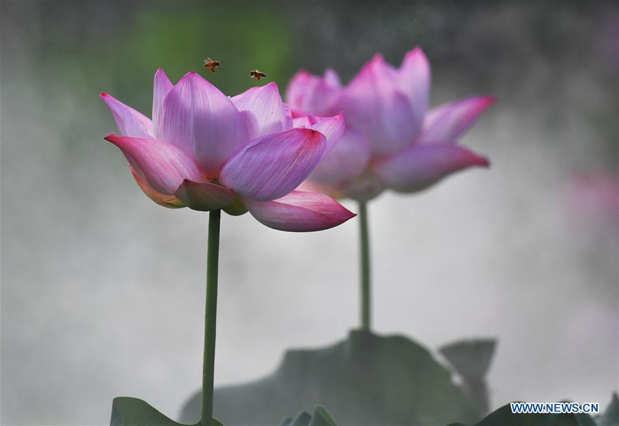 Lotus flowers amid morning mist