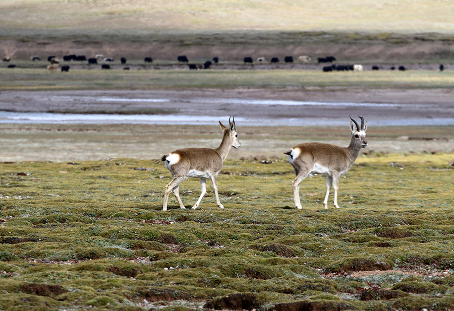 Wanderings in the wild, wild west