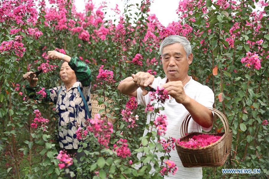 Flower plantation helps farmers increase income in China's Sichuan