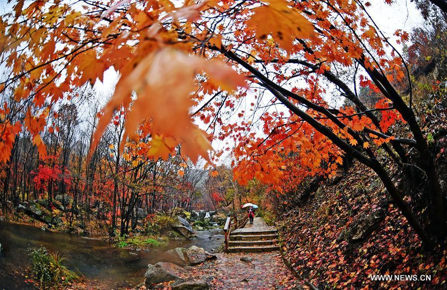 Autumn scenery in NE China's Liaoning