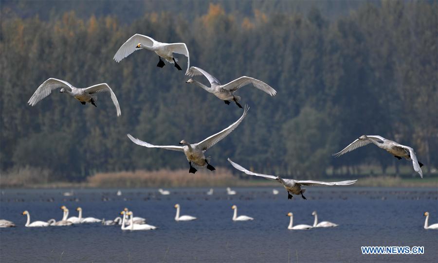 Whooper swans fly to spend winter in China's Shanxi