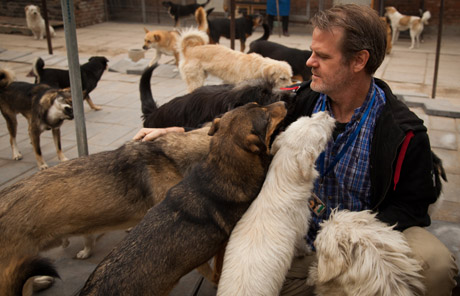 Laowai Not: Man finds home for dogs