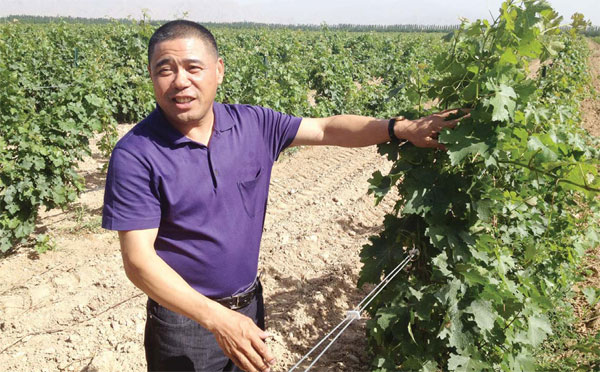 Ningxia's wineries add some sparkle