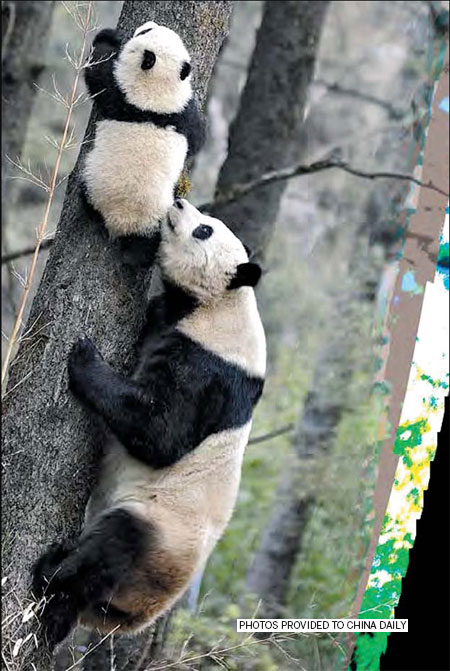 From the panda's mouth