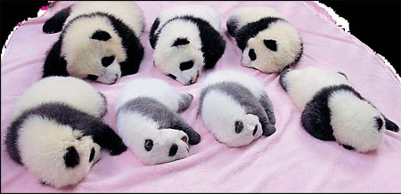 From the panda's mouth