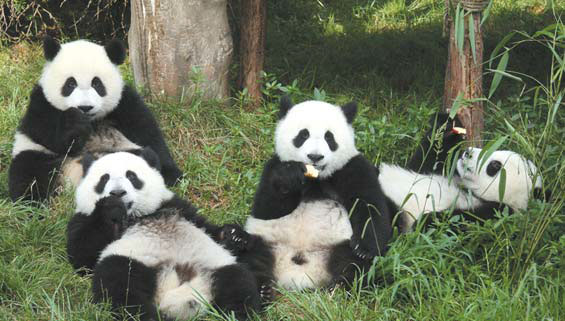 Chengdu Report: Visa-free policy well received by foreign travelers