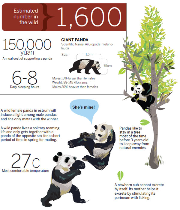 Things to know about a panda Infographics