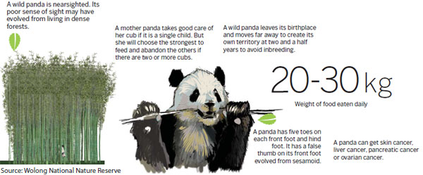 Things to know about a panda