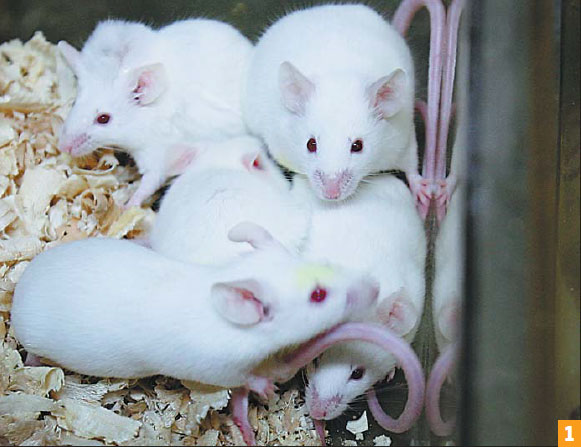Researchers promote ethical experiments