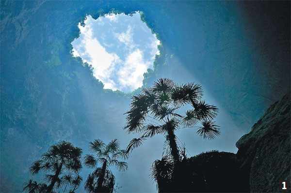 Plant kingdom in a sinkhole