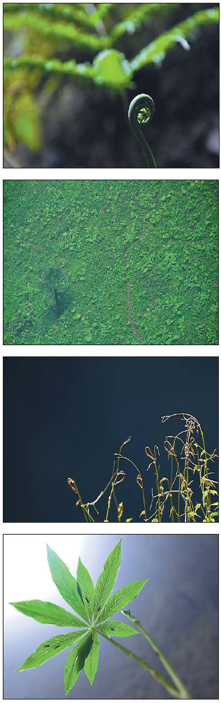 Plant kingdom in a sinkhole