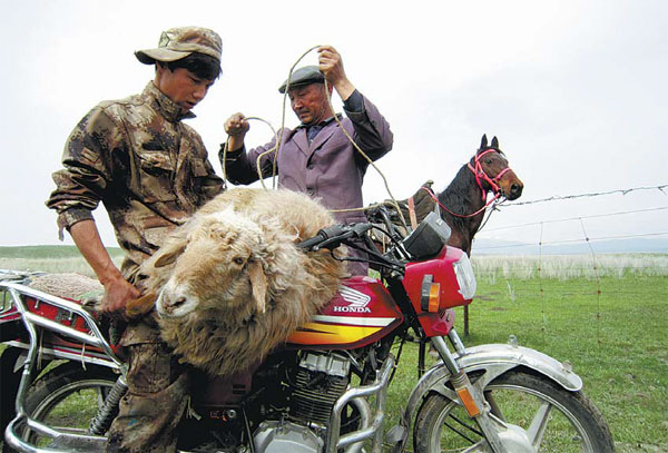 Nomads' treat a headless sheep