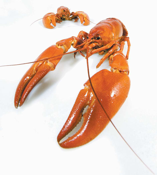 Claws for thought