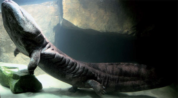 Saving the salamander