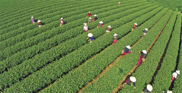 Tea that is worth its weight in gold