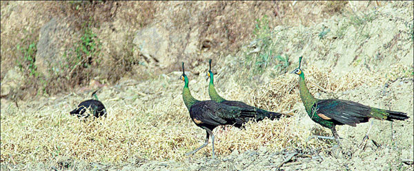 The last stand of a rare peacock