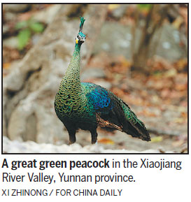 The last stand of a rare peacock