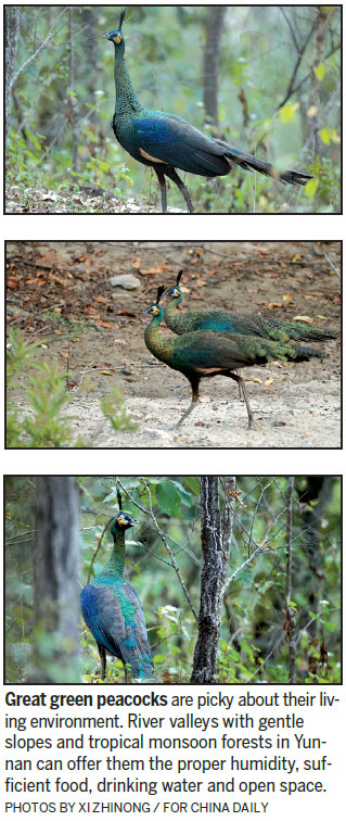 The last stand of a rare peacock