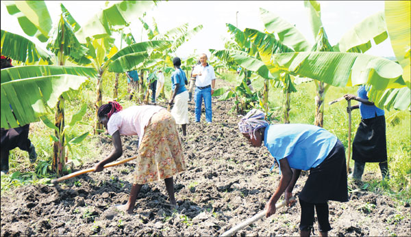 First came the chicken, then the egg farm