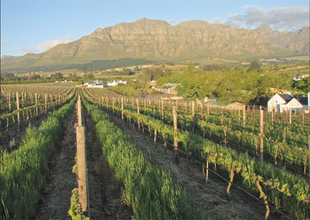 Grapes of good hope