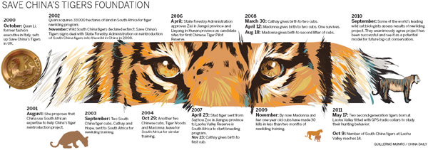 A long-lasting love affair with big cats