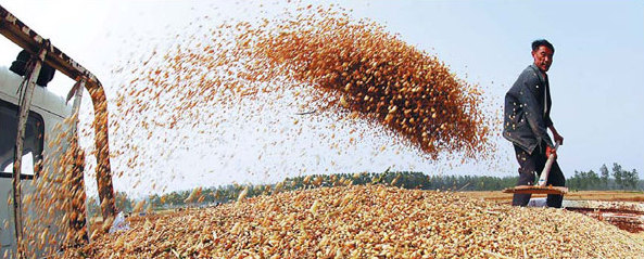 Wheat imports are 'not of concern'