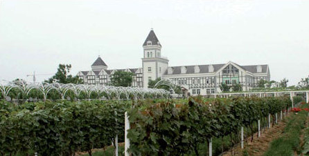 Wine is the king of the castle