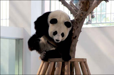 Bearing up for special Chinese visitors