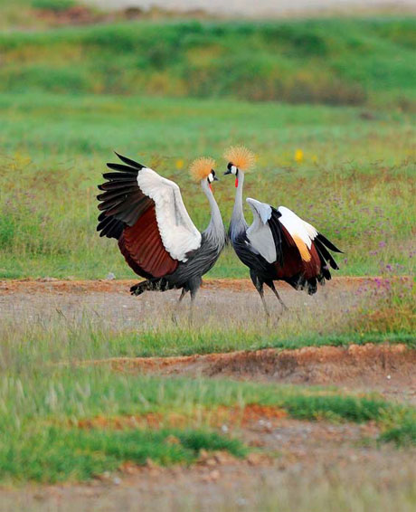 A wonderful wild life