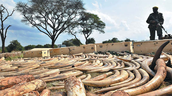 'Immersion in the animal life of Africa'
