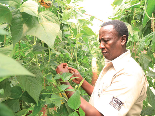 Tending farms in a work of art