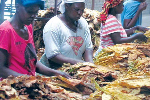 Chinese firm changes farmers' lives
