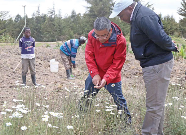 Organic trend grows demand for crop