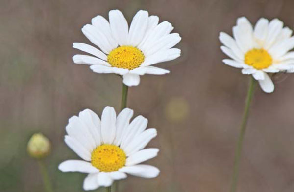 Organic trend grows demand for crop