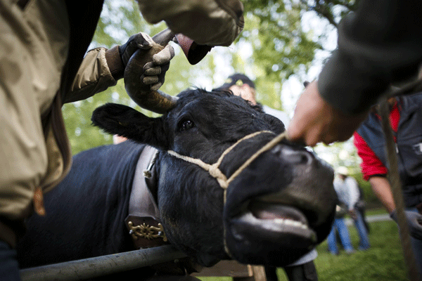 'Battle of the Queens' cow fight finals