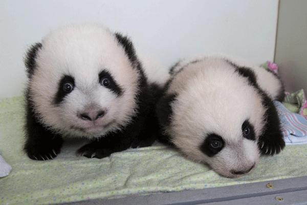 Baby pandas get new names