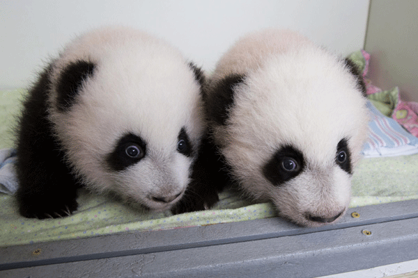 Baby pandas get new names