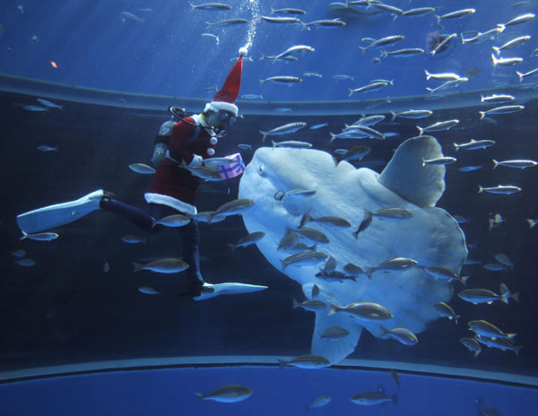 Santa Claus swims with dolphins