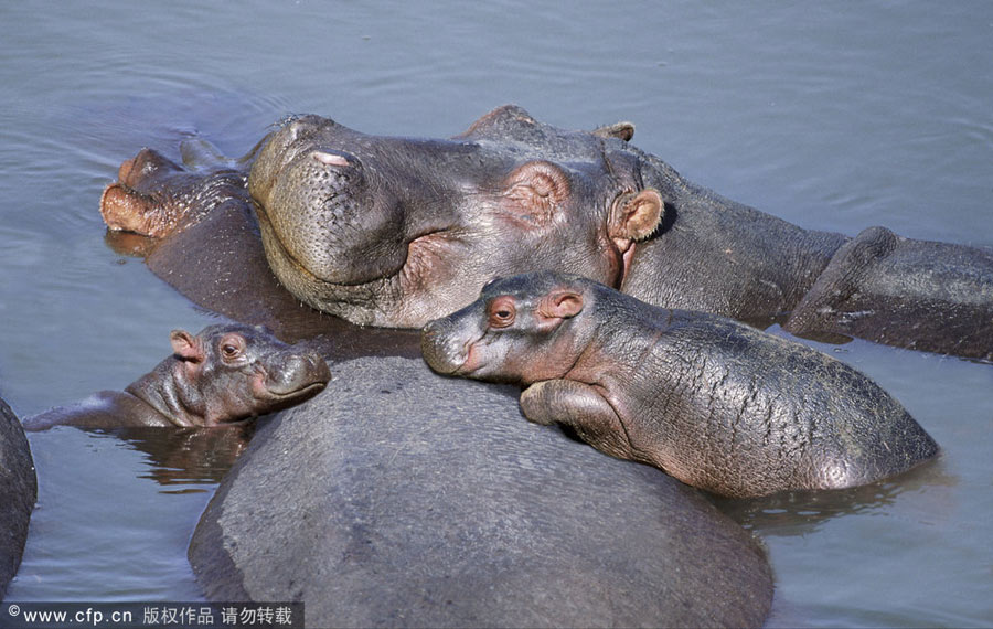 Magic of mothers and cubs