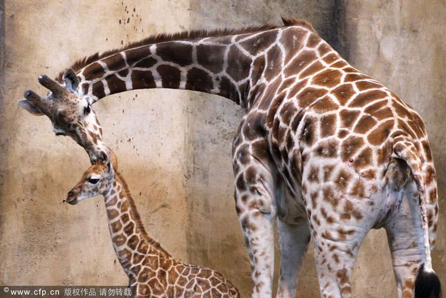 Magic of mothers and cubs