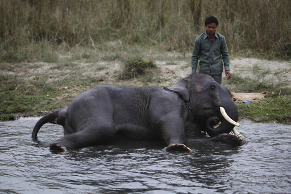 Elephants prepare for race in Nepal