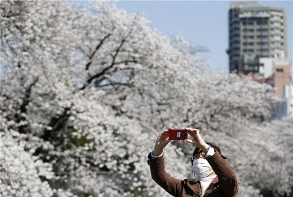 Cherry blossoms in Tokyo