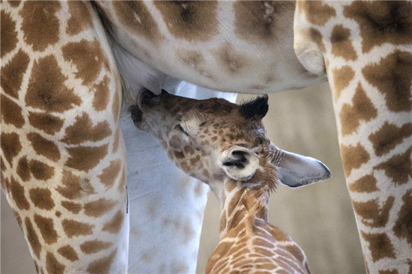 Baby giraffe named to honour shooting victims