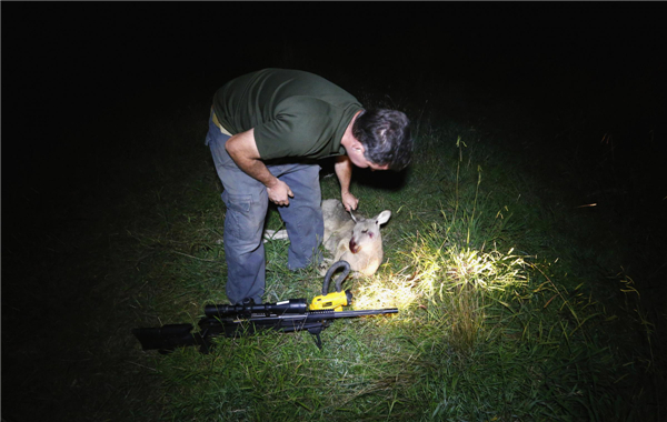Kangaroo shooter in Australia