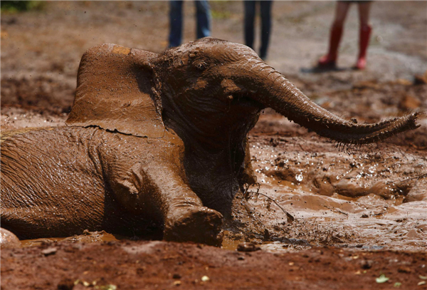 Orphaned elephants in Kenya