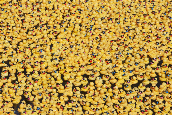 The Great Rubber Ducky Race 2013 in Mexico