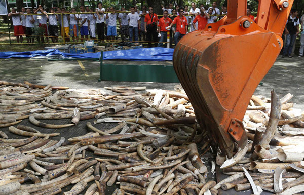 Philippines destroys 5 tons of elephant tusks