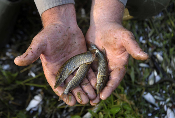 Fish rescued after lake dried up