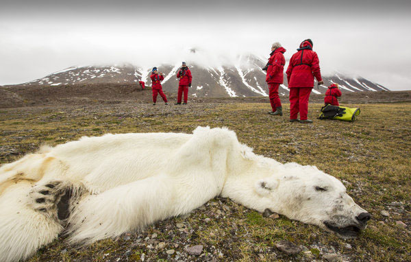 Starved polar bear proof climate change deadly